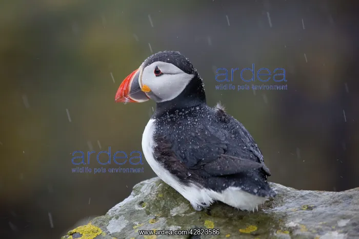 : Puffin - in the rain : Puffin - in the rain