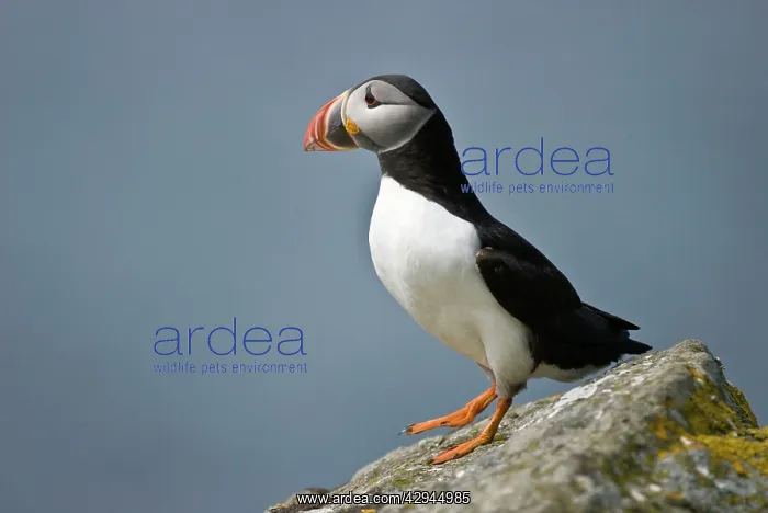 : Puffin - On rock : Puffin - On rock