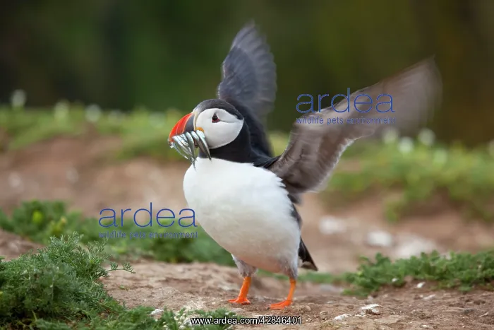 : Puffin - with sand eels : Puffin - with sand eels
