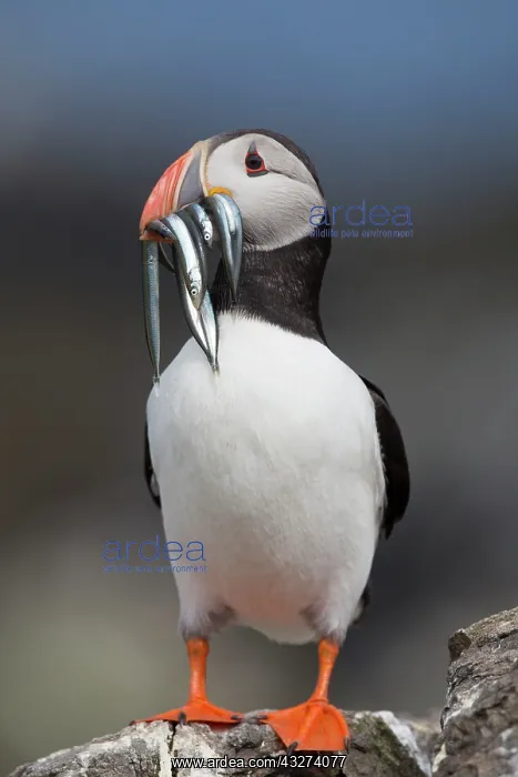 : Puffin - with Sand Eels : Puffin - with Sand Eels