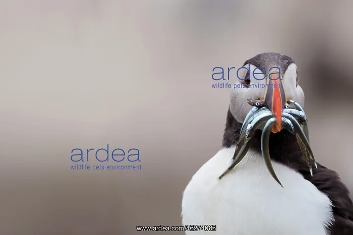 : Puffin - with Sand Eels : Puffin - with Sand Eels