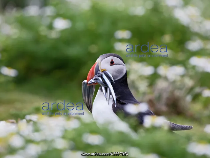 : Puffin - with sand eels : Puffin - with sand eels