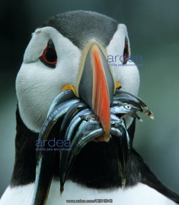  : Puffin - with Sandeels