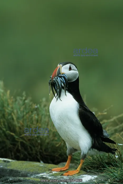 : Puffin - With Sandeels : Puffin - With Sandeels
