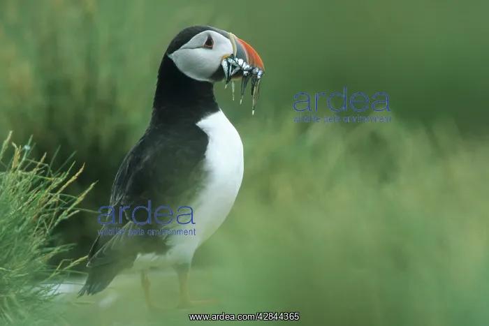 : Puffin - With Sandeels : Puffin - With Sandeels