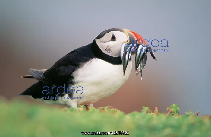 : Puffin - sandeels in beak : Puffin - sandeels in beak