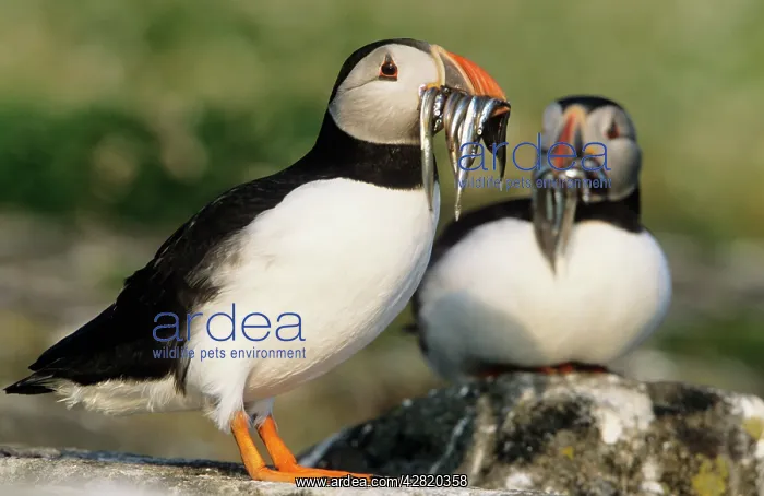 : PUFFIN - two with sandeels in beak : PUFFIN - two with sandeels in beak
