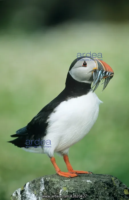 : PUFFIN - with sandeels in beak : PUFFIN - with sandeels in beak