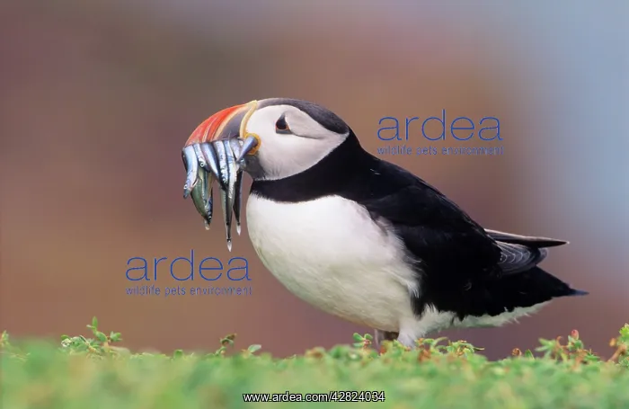 : Puffin - with Sandeels in beak : Puffin - with Sandeels in beak