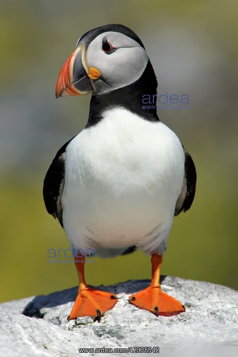: Puffin - single bird on rock : Puffin - single bird on rock