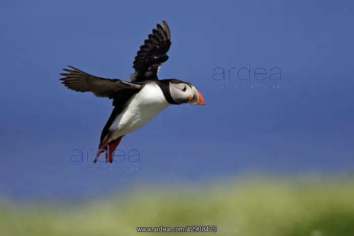 : Puffin - single in flight : Puffin - single in flight