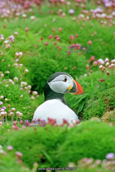  : Puffin - sitting amidst blooming Sea Pink Thift