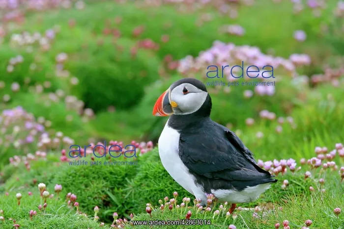 : Puffin - sitting amidst blooming Sea Pink Thrift : Puffin - sitting amidst blooming Sea Pink Thrift