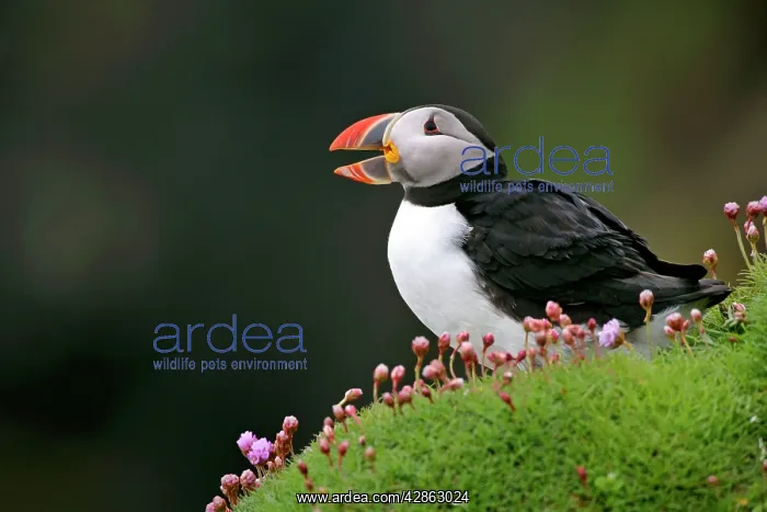 : Puffin - sitting amidst blooming Sea Pink Thrift : Puffin - sitting amidst blooming Sea Pink Thrift