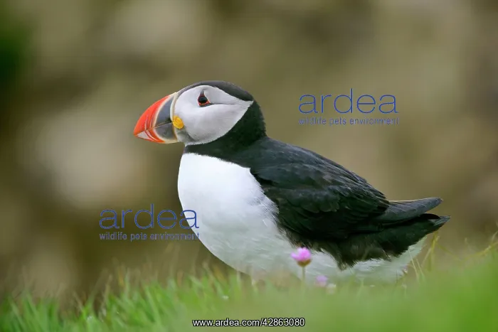 : Puffin - sitting on cliff top : Puffin - sitting on cliff top