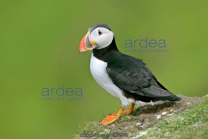 : Puffin - sitting on cliff edge : Puffin - sitting on cliff edge