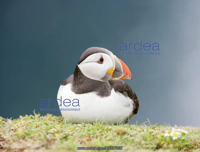 : Puffin - sitting on grass ledge : Puffin - sitting on grass ledge