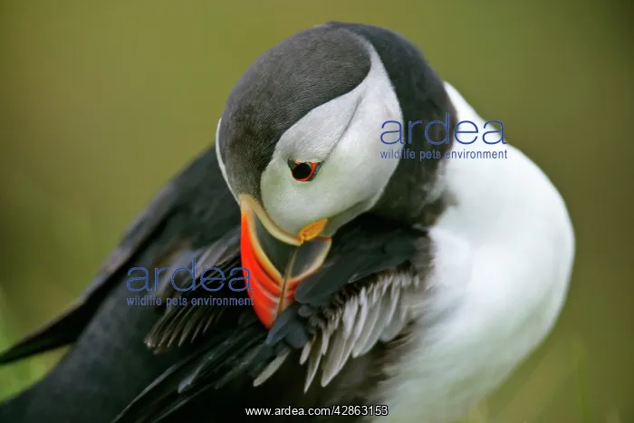 : Puffin - sitting on overhanging cliff arranging : Puffin - sitting on overhanging cliff arranging