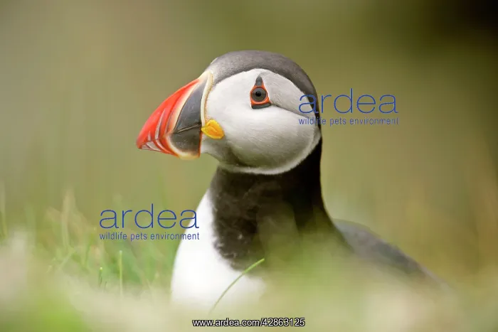 : Puffin - sitting on overhanging cliff looking into camera : Puffin - sitting on overhanging cliff looking into camera