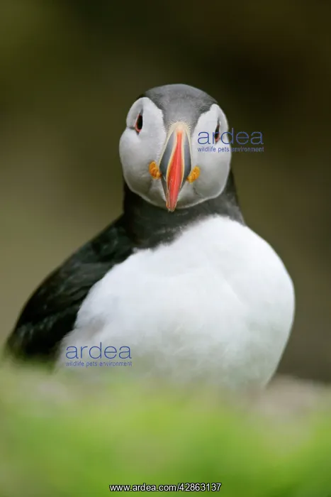 : Puffin - sitting on overhanging cliff looking into camera : Puffin - sitting on overhanging cliff looking into camera