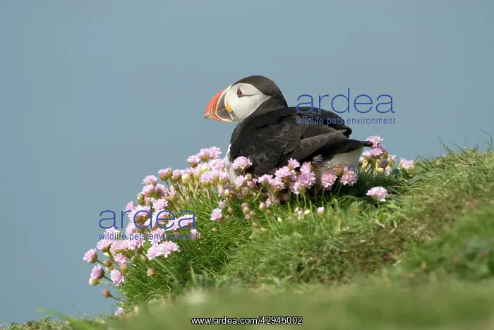: Puffin - Sitting in sea thrift : Puffin - Sitting in sea thrift