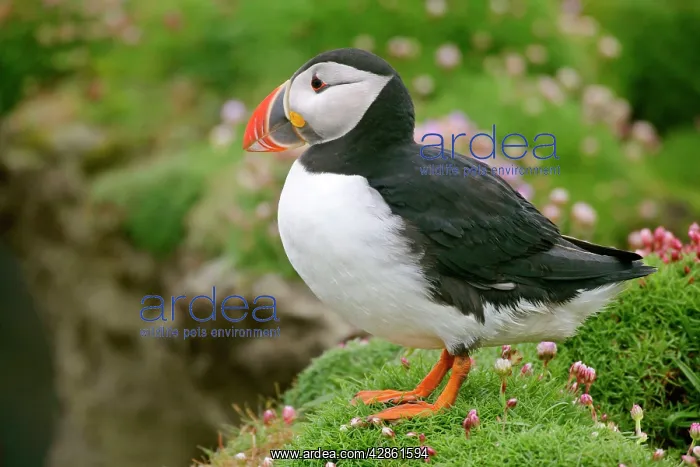 : Puffin - standing on cliff top amidst blooming : Puffin - standing on cliff top amidst blooming