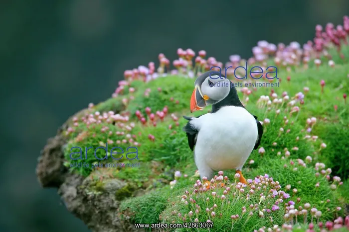  : Puffin - standing on overhanging cliff amidst blooming