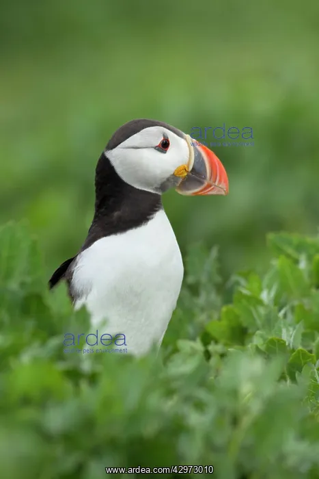 : Puffin - standing amongst vegetation - June : Puffin - standing amongst vegetation - June