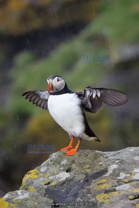  : Puffin - stretching wings in the rain
