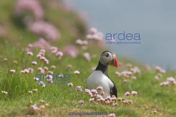 : Puffin - with thrift : Puffin - with thrift