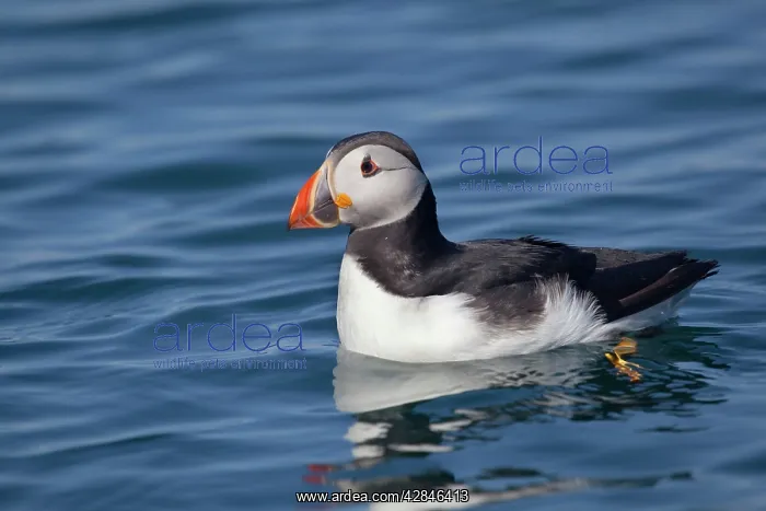  : Puffin - on water