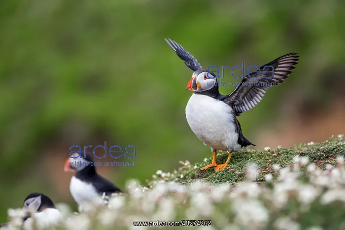 : Puffin - Wing Stretching - UK : Puffin - Wing Stretching - UK