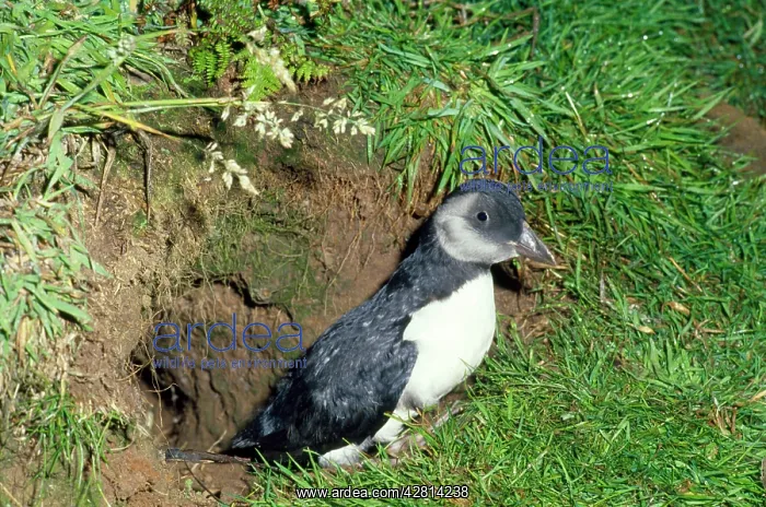  : Puffin - young about to fledge