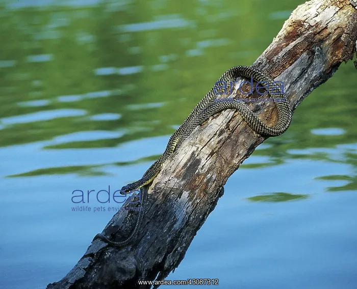 : Puffing Snake : Puffing Snake