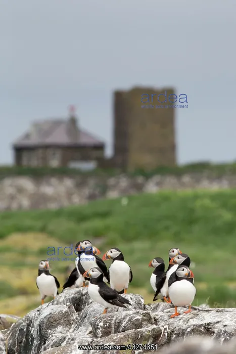 : Puffins : Puffins