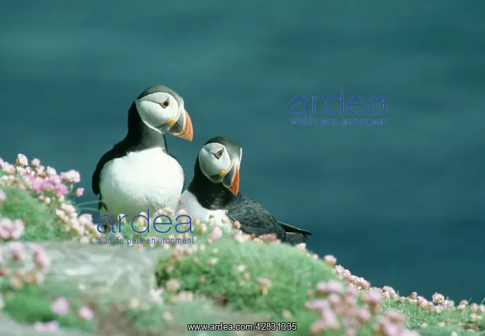 : Puffins - On cliff edge : Puffins - On cliff edge