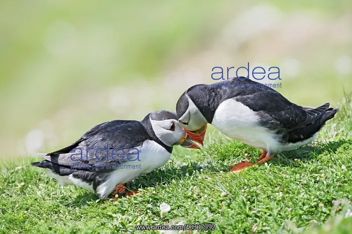 : Puffins - courtship : Puffins - courtship