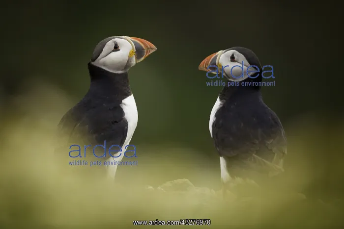 : Two Puffins (Fratercula arctica) off the coast of : Two Puffins (Fratercula arctica) off the coast of