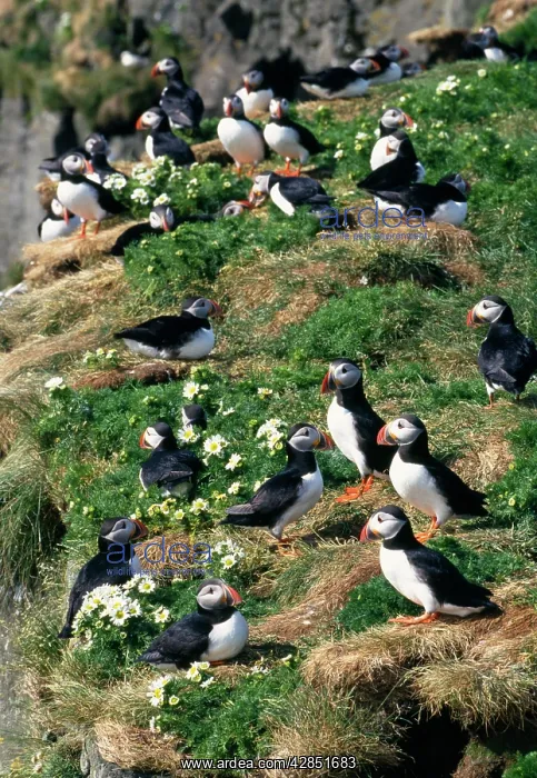 : PUFFINS ON GRASS WITH FLOWERS : PUFFINS ON GRASS WITH FLOWERS