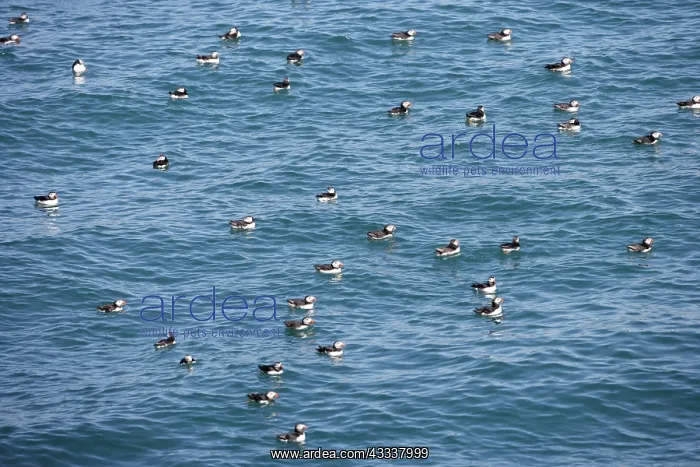 : Puffins - group at sea : Puffins - group at sea