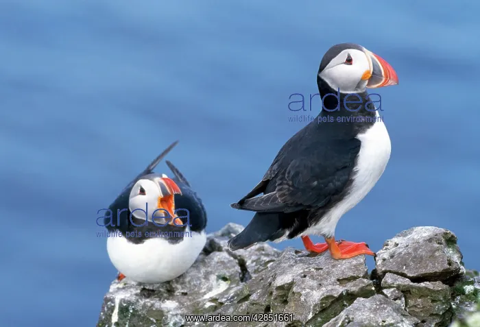 : PUFFINS X2 ON ROCKS : PUFFINS X2 ON ROCKS