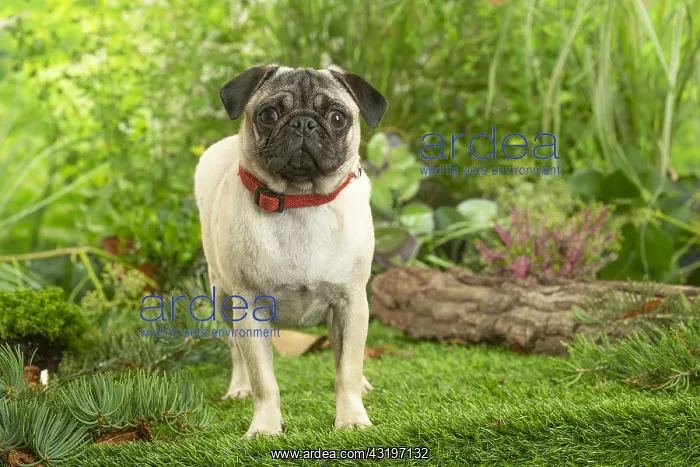 : Pug : Pug