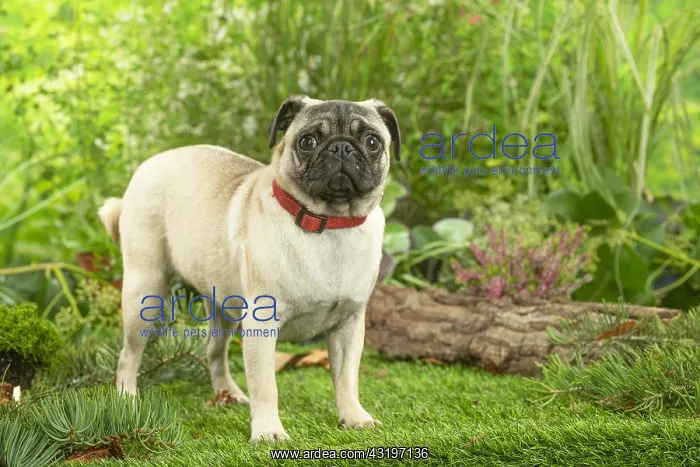 : Pug : Pug