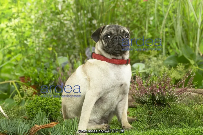 : Pug : Pug