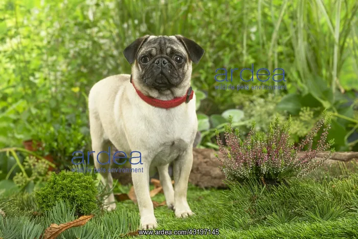 : Pug : Pug