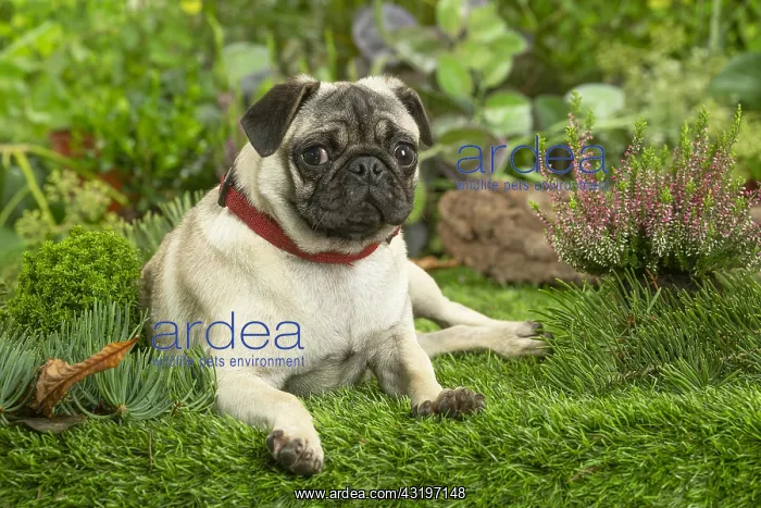 : Pug : Pug