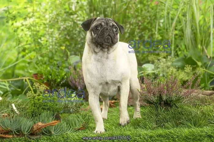 : Pug : Pug