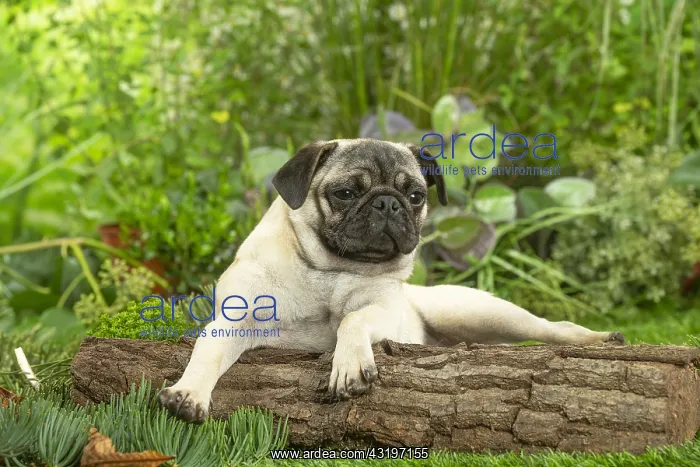 : Pug