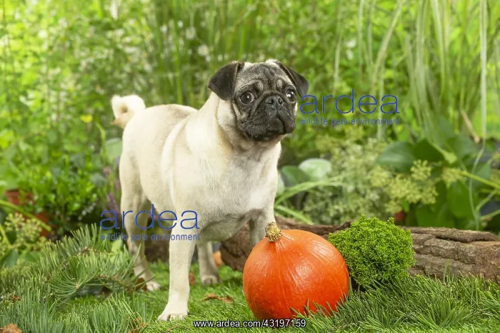 : Pug : Pug