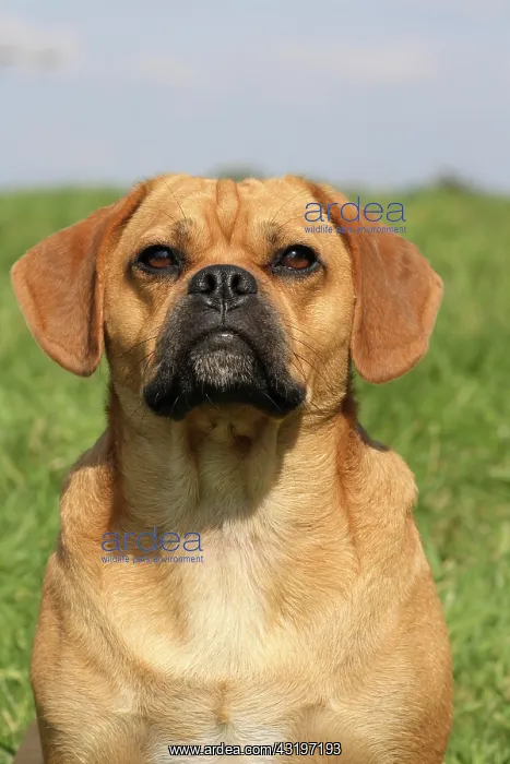: Pug-Beagle hybrid, male, 16 months old, portrait : Pug-Beagle hybrid, male, 16 months old, portrait